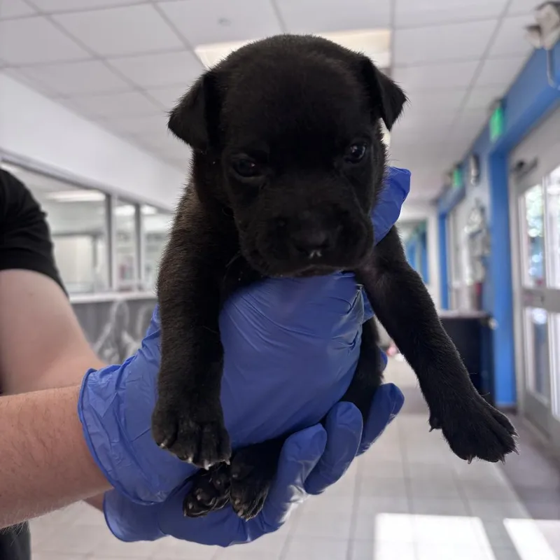 A baby small-sized female Black Mixed Breed dog named Anna for adoption in Springboro, OH