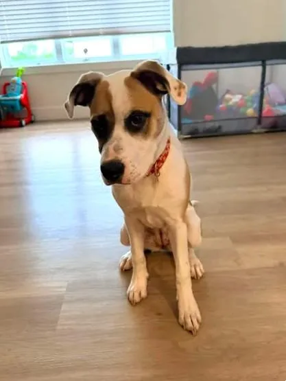 A young medium-sized female Mixed Breed dog named Mela for adoption in Windsor, MO