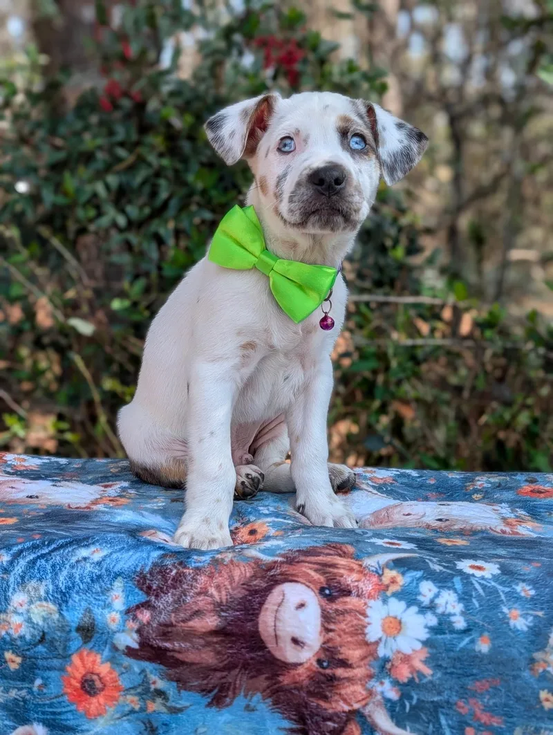 Crush Heart thumbnail 2