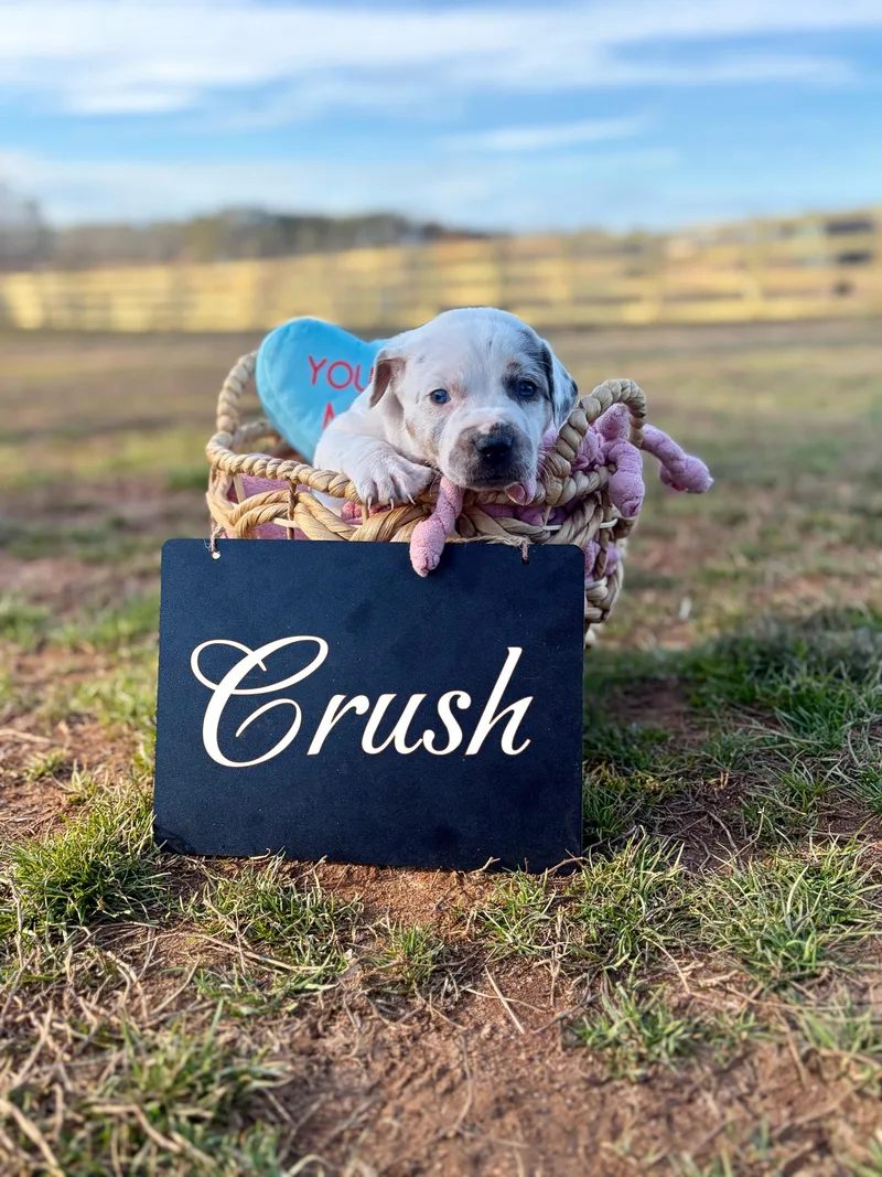 Crush Heart thumbnail 3