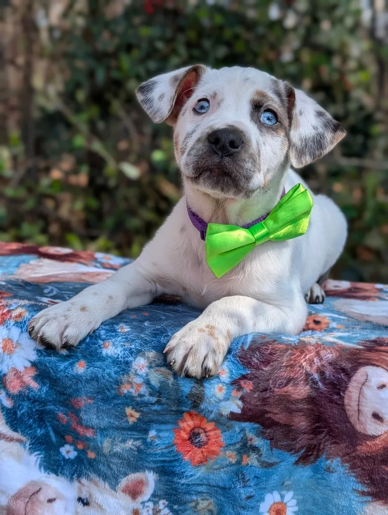 Crush Heart thumbnail 4