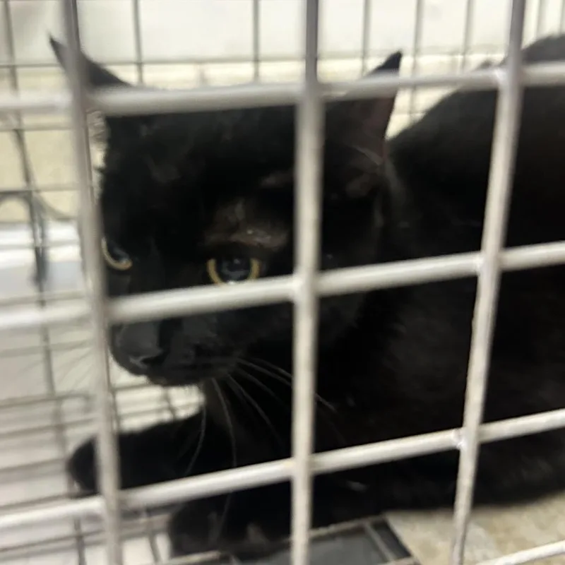 An adult medium-sized female Black Domestic Medium Hair cat named Old Maid for adoption in Charleston, WV