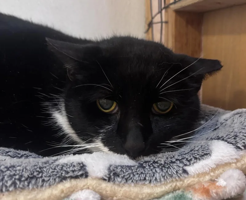An adult medium-sized male Domestic Short Hair cat named Mr. Walter for adoption in Beacon, NY