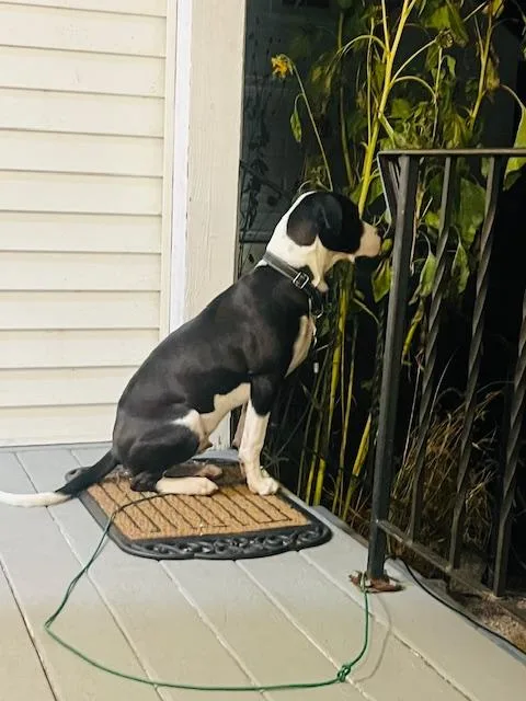 Tito Mellon Hugo Hero thumbnail 2