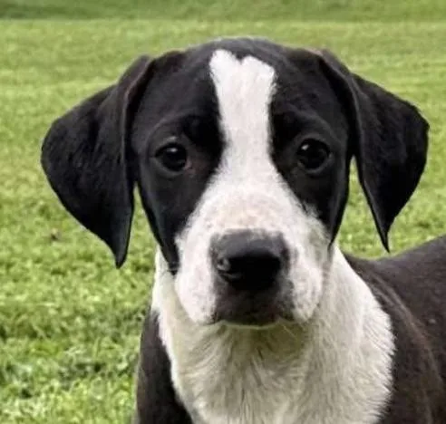 Tito Mellon Hugo Hero