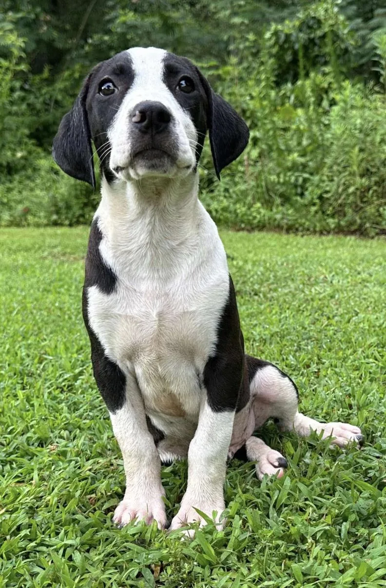 Tito Mellon Hugo Hero thumbnail 3