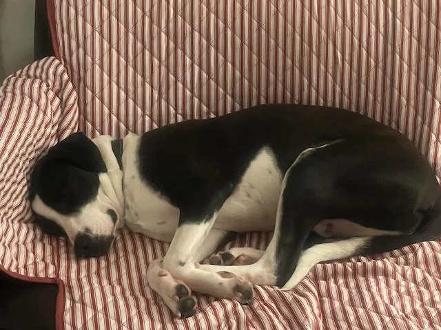 Tito Mellon Hugo Hero thumbnail 4