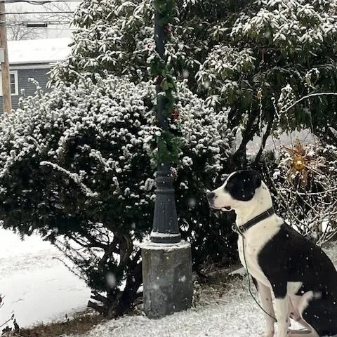 Tito Mellon Hugo Hero thumbnail 6