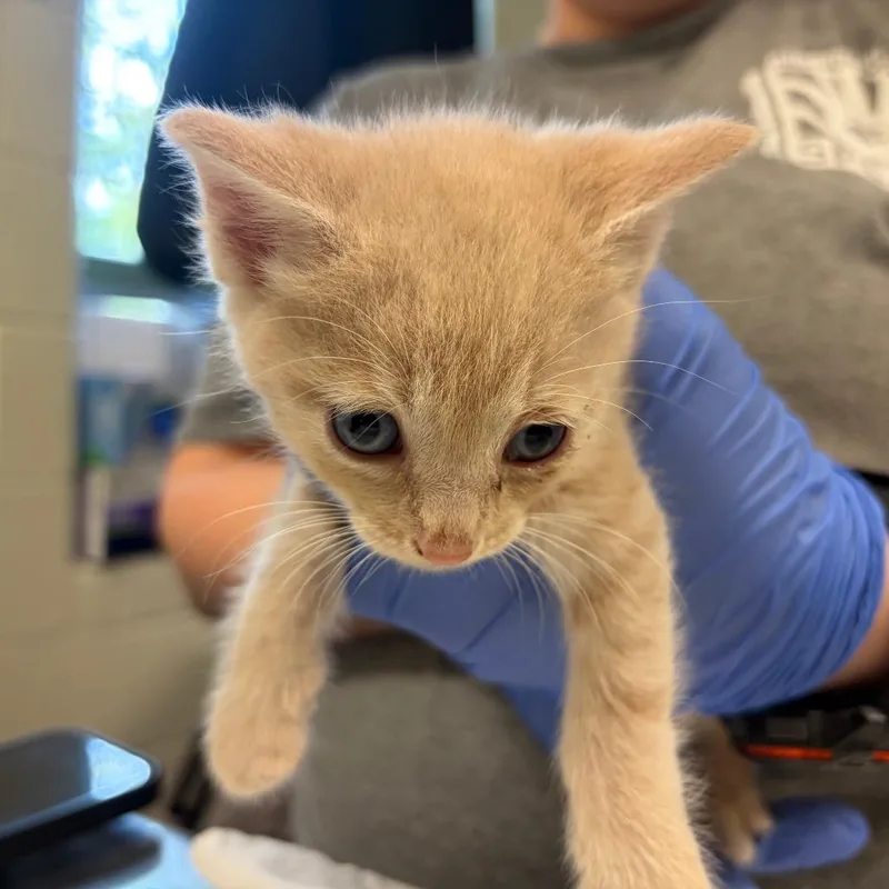 A baby small-sized male Domestic Short Hair cat named Mike Wazowski for adoption in Charlottesville, VA
