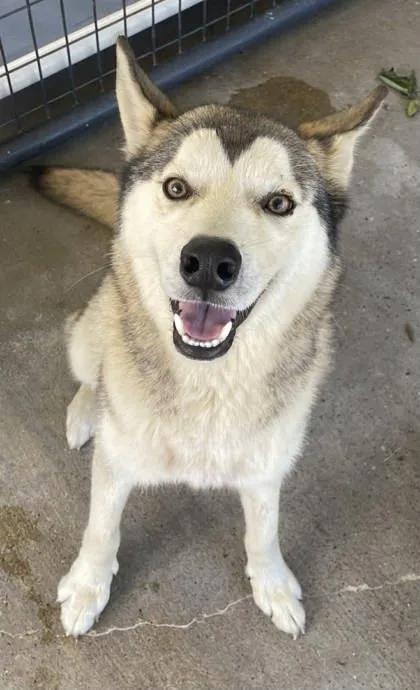 An adult medium-sized male Siberian Husky dog named Buck ~ Sponsored! for adoption in Bowling Green, KY