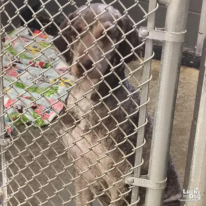 A young large-sized male Standard Poodle dog named Finn for adoption in Washington, DC