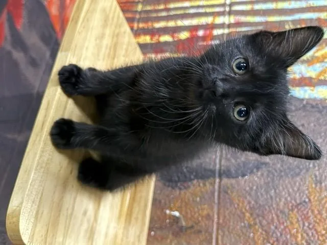 A baby small-sized male Domestic Short Hair cat named Riley for adoption in Clinton Township, MI