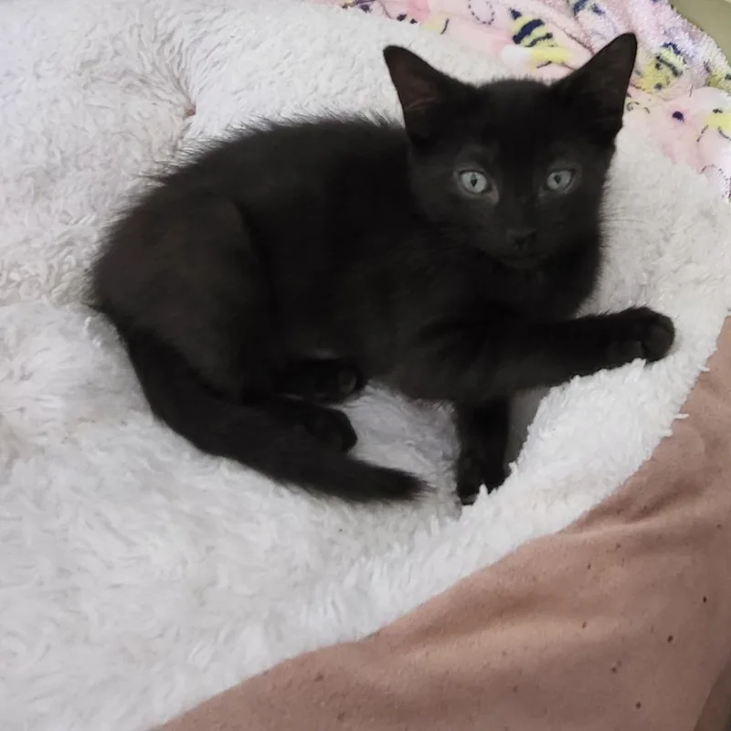 A baby small-sized female Black Domestic Medium Hair cat named Tinkerbell for adoption in Branford, CT