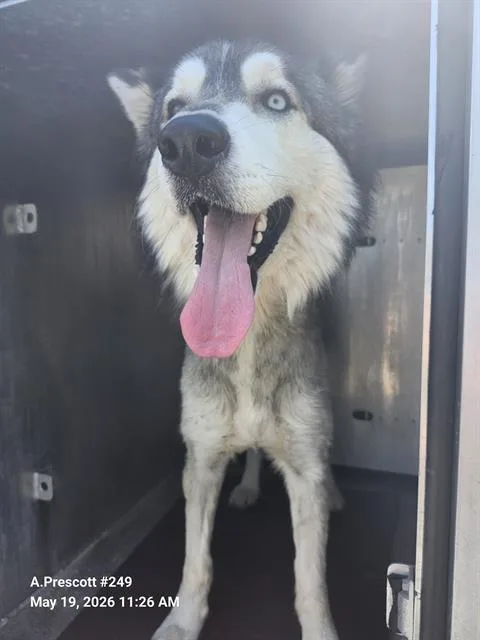 An adult large-sized male Husky dog named Poke for adoption in San Antonio, TX