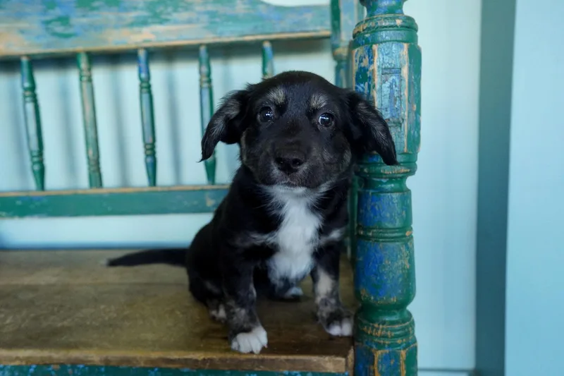 A baby medium-sized female Chihuahua dog named Isabela for adoption in San Antonio, TX