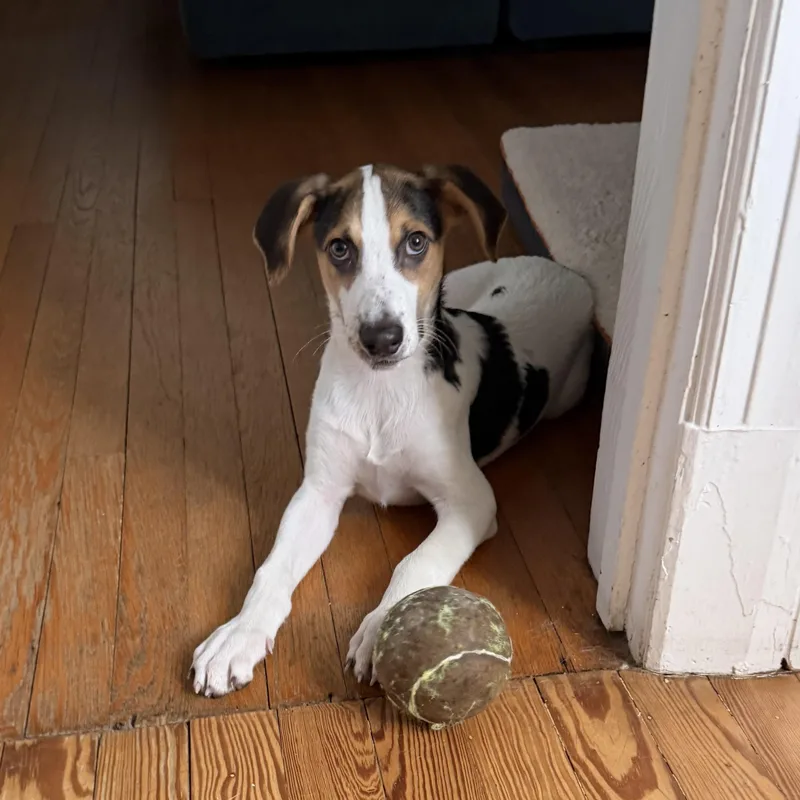 A baby medium-sized male Tricolor (Brown, Black, & White) Hound dog named Fred for adoption in Richmond, VA
