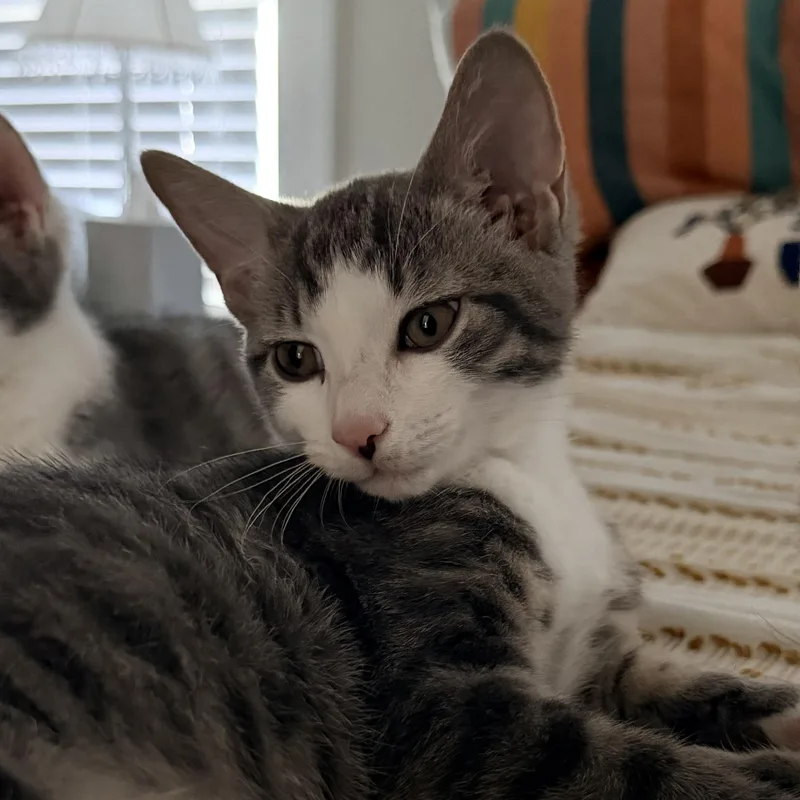 A young medium-sized male Gray & White Domestic Short Hair cat named Firefly for adoption in Shaker Heights, OH