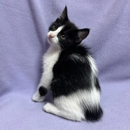 A baby small-sized female Domestic Short Hair cat named Angie Lopez for adoption in Janesville, WI