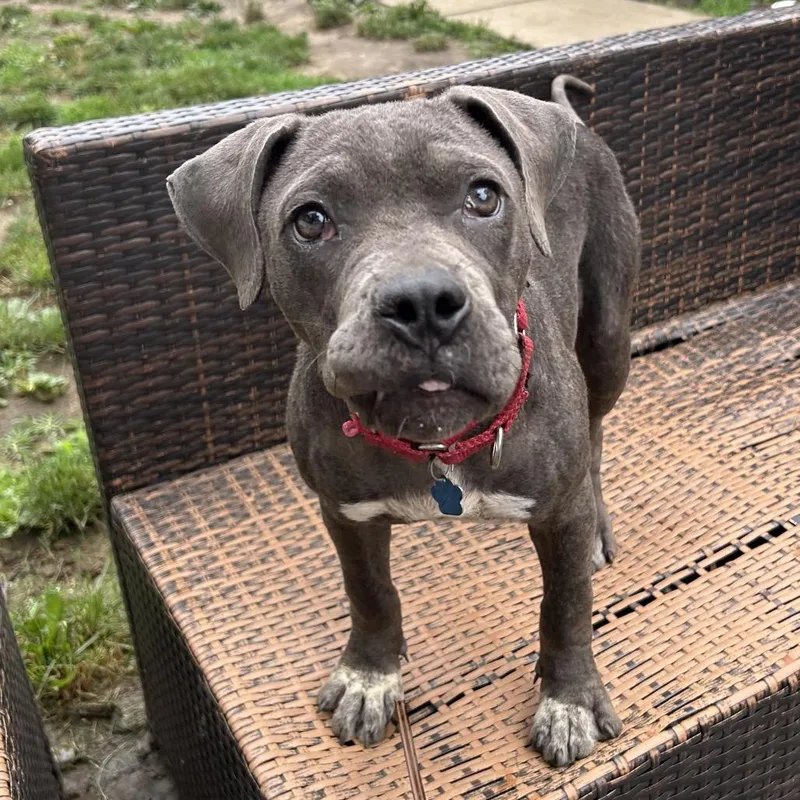 A young medium-sized female Pit Bull Terrier dog named Rockette for adoption in Medford, NY