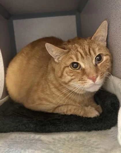 An adult medium-sized male Domestic Short Hair cat named Thomas O`Malley for adoption in East Brookfield, MA