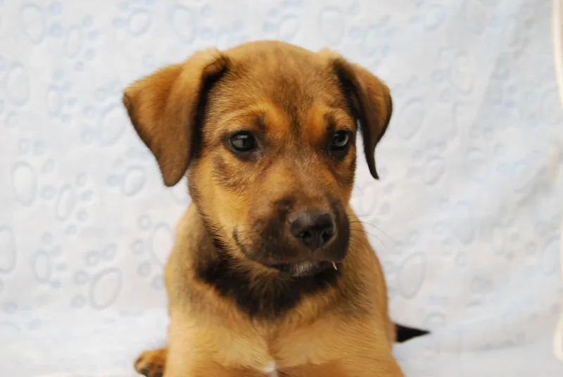 A young medium-sized male German Shepherd Dog dog named Nash for adoption in Miami, FL