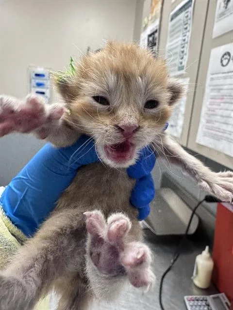 A baby small-sized male Domestic Short Hair cat named Ched for adoption in Las Vegas, NV