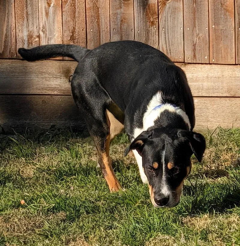 Jester A thumbnail 3