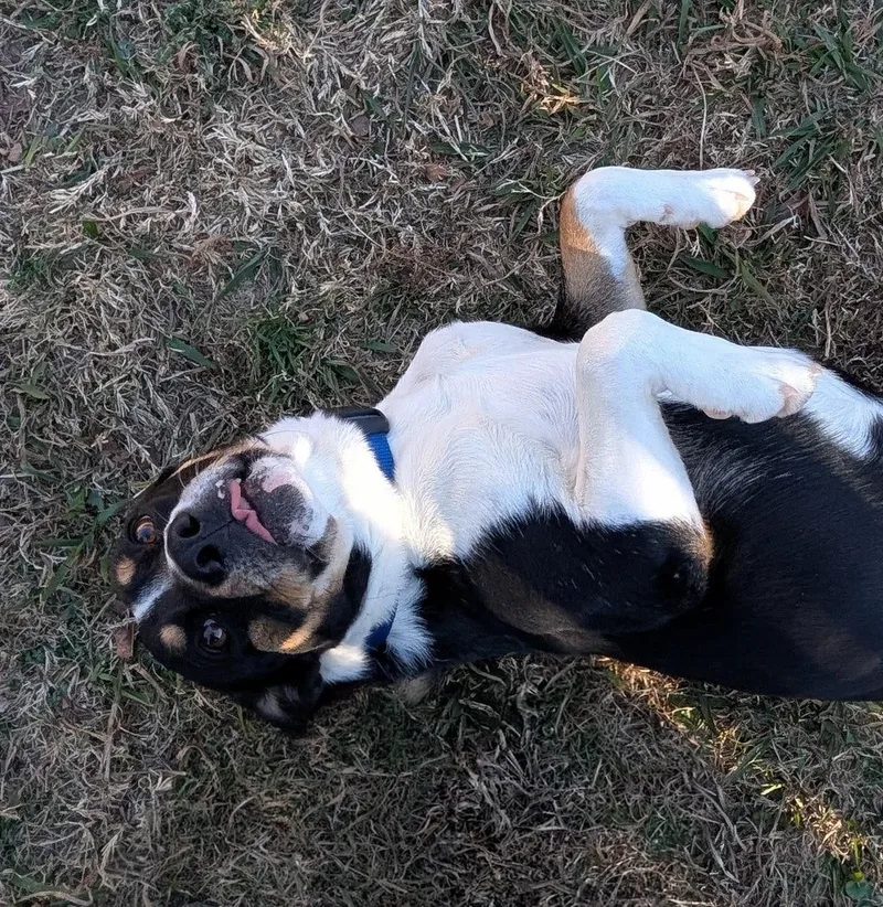 Jester A thumbnail 4