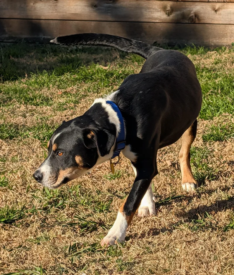 Jester A thumbnail 5