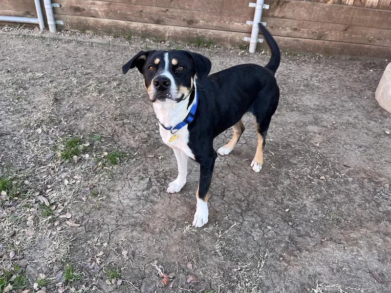 Jester A thumbnail 6