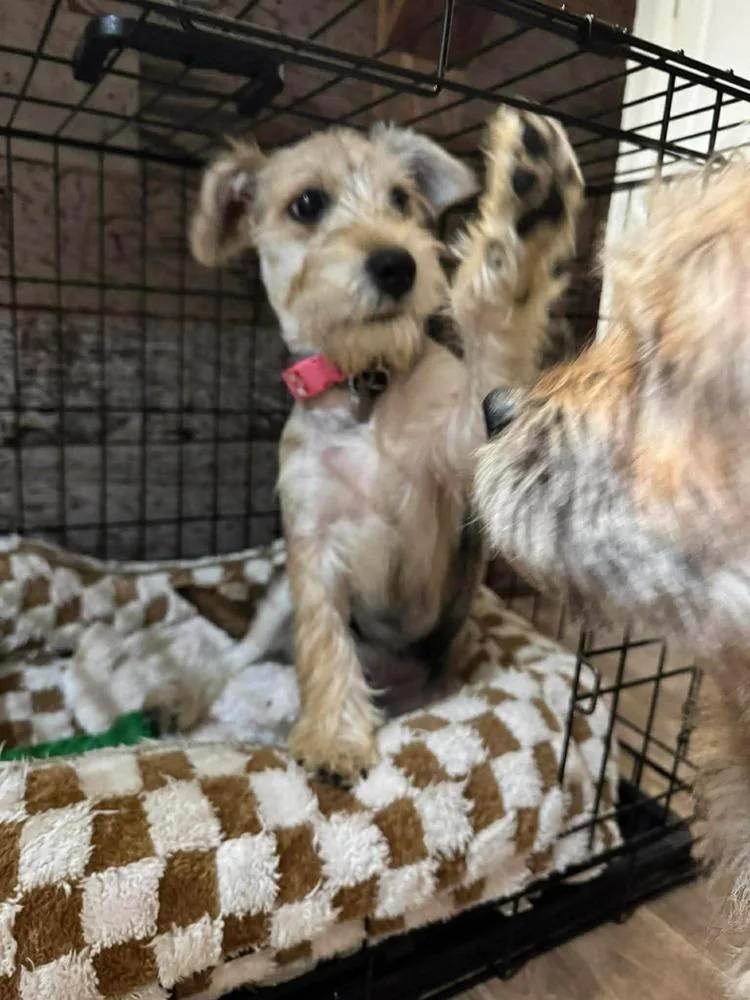 A baby medium-sized female Schnauzer dog named Peaches for adoption in Shawnee, OK
