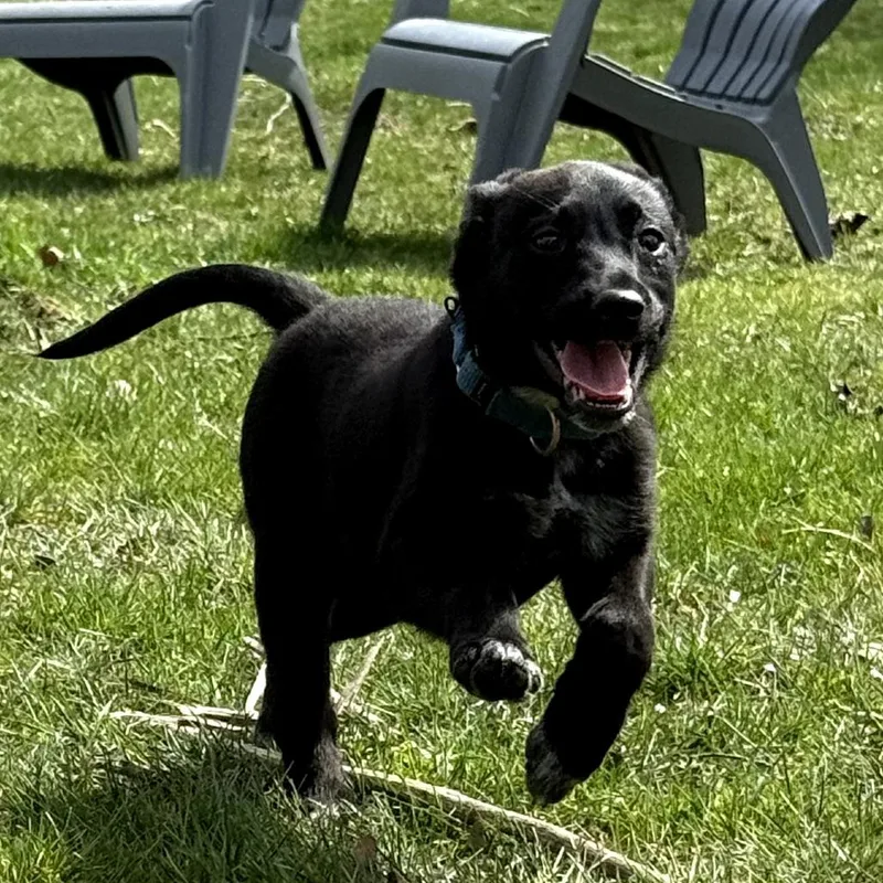 A baby medium-sized female Cattle Dog dog named Mimi for adoption in Fenton, MI