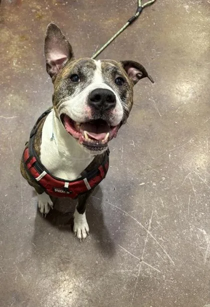 An adult large-sized male Boxer dog named Polo for adoption in Cincinnati, OH