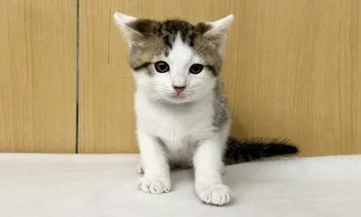 A baby small-sized male Domestic Medium Hair cat named Robin for adoption in Saint Louis, MO