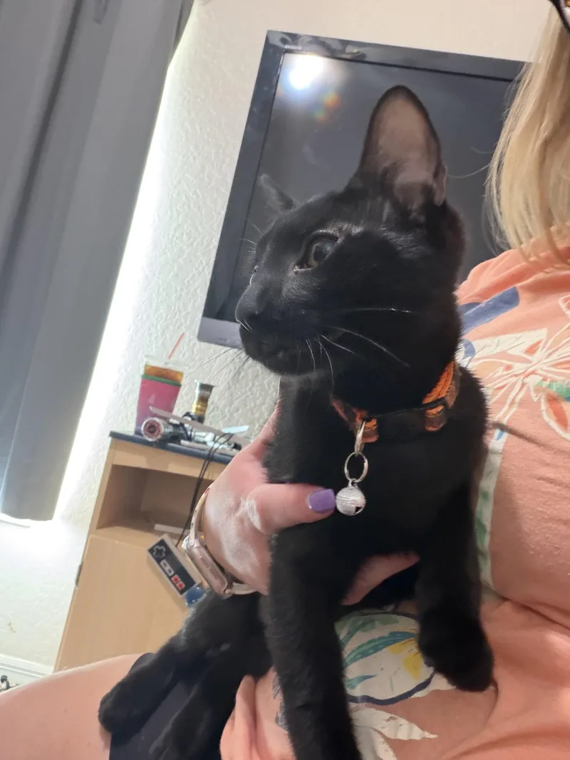 A young medium-sized female American Shorthair cat named Scampi for adoption in Maitland, FL