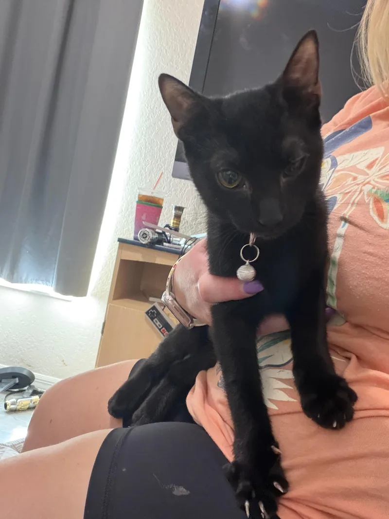Scampi thumbnail 2