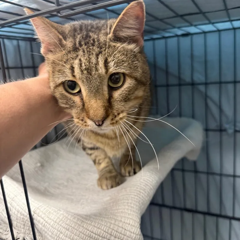 An adult small-sized male Domestic Short Hair cat named Thorax for adoption in Normal, IL