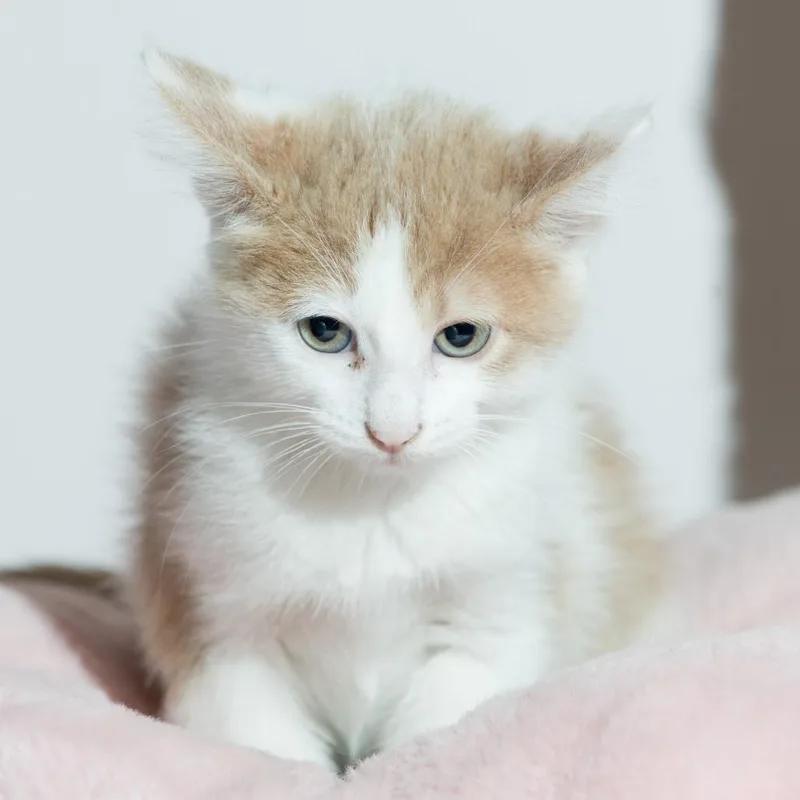 A baby small-sized male White Domestic Short Hair cat named Apollo for adoption in Forest Park, IL