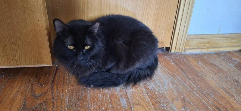An adult medium-sized male Black Domestic Medium Hair cat named Snickers for adoption in Northfield, OH