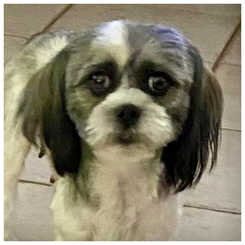 Daphne