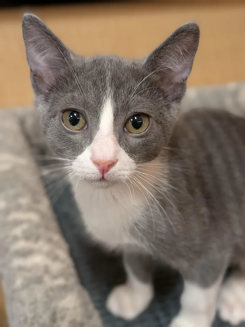 A baby medium-sized male Gray / Blue / Silver Domestic Short Hair cat named Shiloh for adoption in Irvine, CA