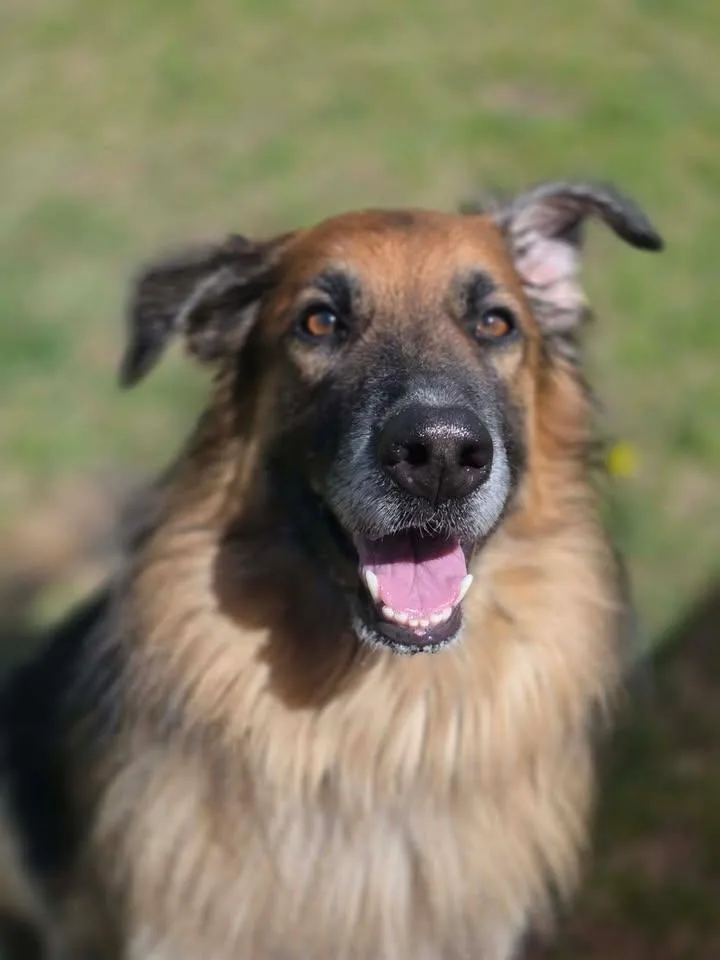 A senior large-sized male Mixed Breed dog named Surge for adoption in Plover, WI