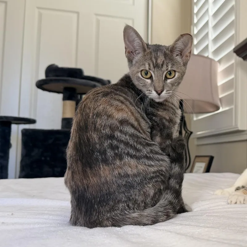 A baby small-sized female Torbie Domestic Short Hair cat named Marmalade for adoption in Tustin, CA