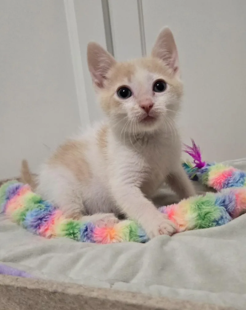 A baby medium-sized female Orange & White Domestic Short Hair cat named Karen for adoption in La Canada, CA