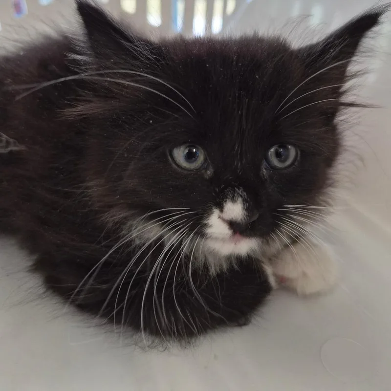 A baby small-sized male Black Domestic Medium Hair cat named Bandit for adoption in Montgomery, AL