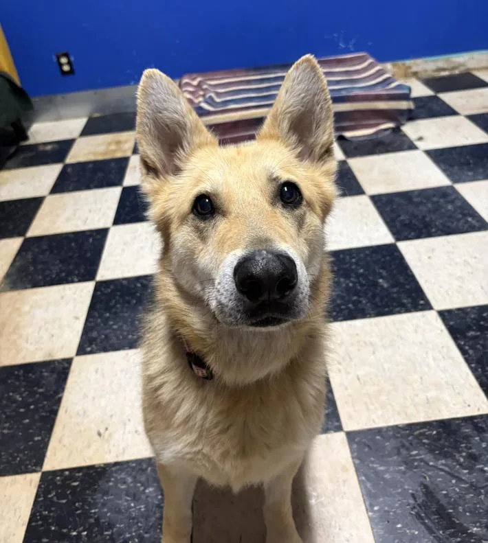 An adult large-sized female German Shepherd Dog dog named Luna for adoption in Chicago, IL