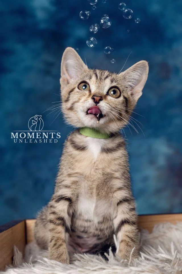 A baby small-sized female Tabby (Buff / Tan / Fawn) Domestic Short Hair cat named Marker for adoption in Myakka City, FL