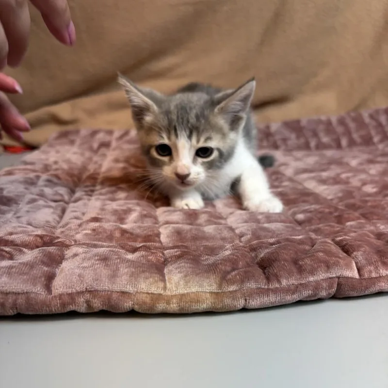 A baby small-sized female Gray / Blue / Silver Domestic Short Hair cat named Bellini for adoption in San Antonio, TX