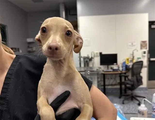 A young small-sized female Chihuahua dog named Daisy for adoption in Thousand Palms, CA