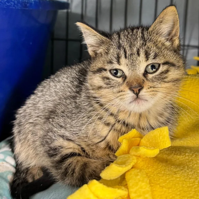 A baby small-sized female Domestic Short Hair cat named Cilantro for adoption in Saginaw, MI